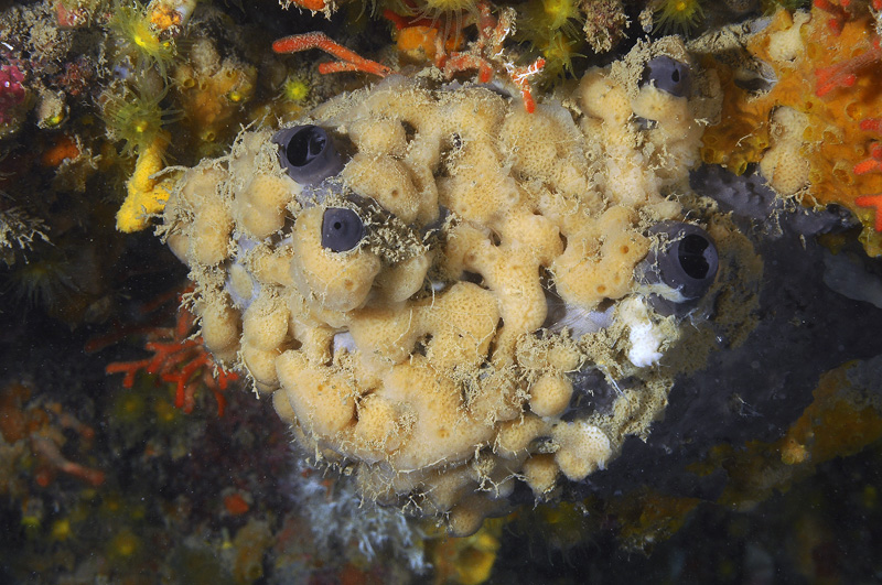 Spugna epibionte